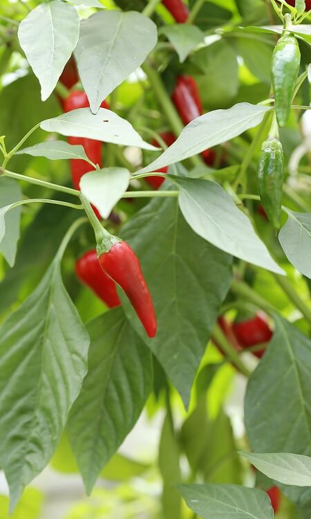 Plante de piment rouge